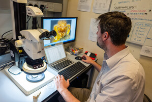 Guenard at a microscope workstation where the new morphology of new species is studied and described (Photo by Alex Reshikov)-19